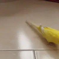 مرغ عشق جفت|پرنده|مشهد, شهرک مهرگان|دیوار