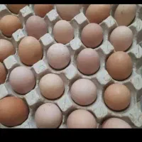 تخم مرغ محلی|حیوانات مزرعه|رامیان, |دیوار