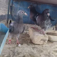 جوجه پلاکی زرهی|پرنده|خمینی‌شهر, |دیوار