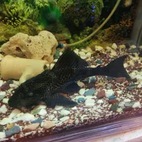 لجنجوار بزرگ