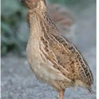 واگذاری بلدرچین نر