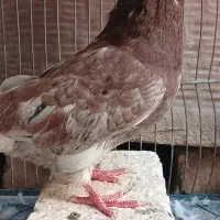 کبوتر ابلغ نر معاوضه