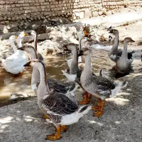 قو غاز لیندا اروپایی