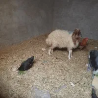 یک عدد بره ماده|حیوانات مزرعه|اهواز, کیان اباد|دیوار