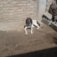 توله اصل آلمان
