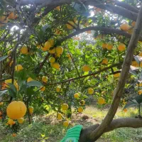 فروش پرتغال مستقیم از باغ