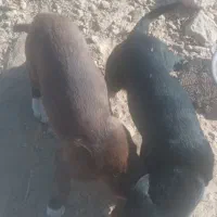 پاکوتاه نر و ماده