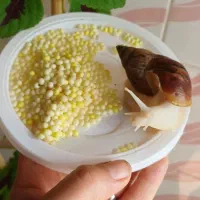 سلام فروش حلزون از۱ماه تامولد|خزنده|خرمآباد, |دیوار