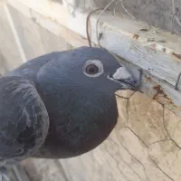 پلاکی نر|پرنده|کبودرآهنگ, |دیوار