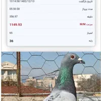 کبوترماده زرهی مسافتی|پرنده|سلیمان, |دیوار