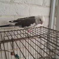 فروش یک جفت عروس هلندی مولد|پرنده|پردیس, فاز ۸|دیوار