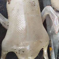 غاز.اوردک .مرغ و خروس بوقلمون ( زنده و پرکنده)