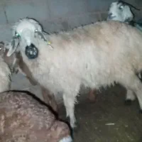 سه تا کاور فروشی|حیوانات مزرعه|گناباد, |دیوار