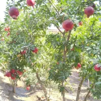خانه باغ جاده ملاحبیب|فروش خانه و ویلا|کاشان, مزرعه نو|دیوار