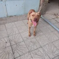پت نگهبان سگ پیتبول یک ساله ب نام ماک