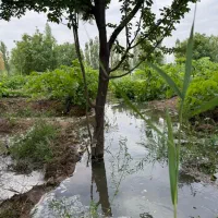 باغ هزار متری نیم ساعت اب لوله کشی تا سر باغ|فروش زمین و ملک کلنگی|خرمدره, |دیوار