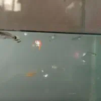 ماهی گپی|ماهی|مشهد, شهرک شیرین|دیوار