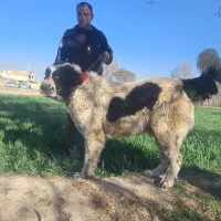 واگذاری سگ درشت قدرجونی