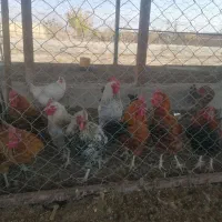 خروس محلی|حیوانات مزرعه|زبرخان, |دیوار