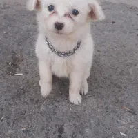 سگ پامر|سگ|سبزوار, طبرسی (جعفرآباد)|دیوار