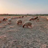 گوسفند برای فروش|حیوانات مزرعه|اهواز, الهائی|دیوار