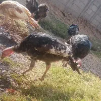 چند عدد بوقلمون ماده نر قاطی