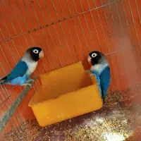 طوطی برزیلی