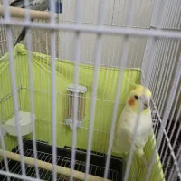 نر و ماده باجوجه، سالم وسرحال تماس ازساعت۱۷ به بعد