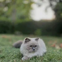 گمشده|حیوانات|ارومیه, |دیوار