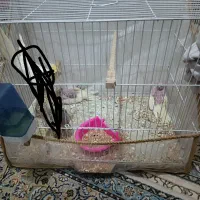 جوجه عروس هلندی 2 ماه