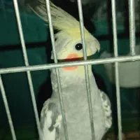 عروس هلندی