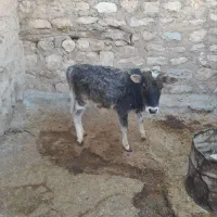 گوساله گمشده