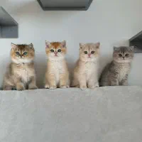 گربه های اصیل در همه رنگ