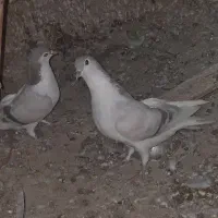 دوجفت ساده یک تمن