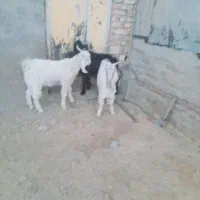 بزغاله نر|حیوانات مزرعه|زاغه, |دیوار