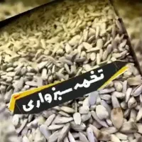 تخمه سفید محلی بود داده