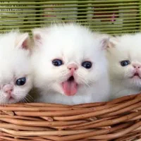 گربه پرشین اسکاتیش شیتزو|گربه|تبریز, |دیوار