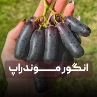 انگور مندراب با ضمانت و گیرایی بالا