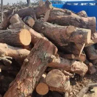خرید چوب صنوبر باغی و هیزم