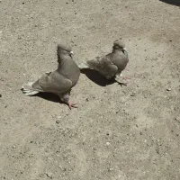 کبوتر دم سفید