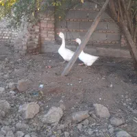 غاز قو|حیوانات مزرعه|سیمین شهر, |دیوار