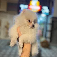 سگ پامر خرسی عروسکی