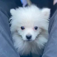 سگ پامر سفید ۶ ماهه|سگ|سبزوار, قائم|دیوار