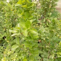 گل رز هلندی ساناز نسترن یاس محمدی شمشاد به لیمو|گل و گیاه طبیعی|ورامین, ورامین|دیوار