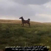 کره نریان خالص دره شوری با مدرک|اسب و تجهیزات اسب‌سواری|شیراز, شهرک گلستان|دیوار
