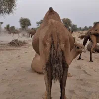 شتر|حیوانات مزرعه|شمیل, |دیوار