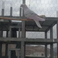 نر نباتی خال سیاه|پرنده|ایلام, |دیوار