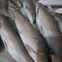 ماهی شیربدتازه