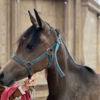 عرب دو سر|اسب و تجهیزات اسبسواری|تبریز, |دیوار