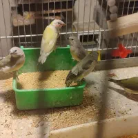 فنچ گلدین جوجه و مولد